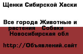 Щенки Сибирской Хаски - Все города Животные и растения » Собаки   . Новосибирская обл.